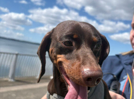 Miniature dachshund