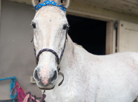 Loveable 15.3hh fleabitten grey gelding