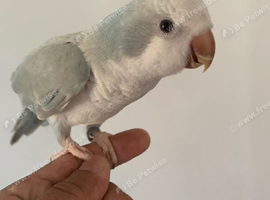 Tame Quaker parrot