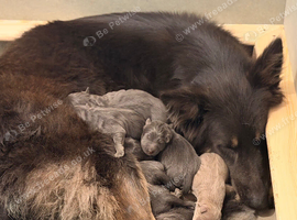 German Shepard puppies