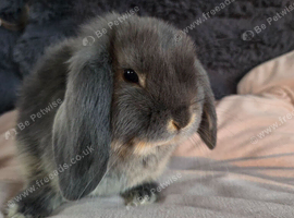 2 mini lops