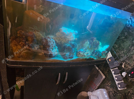 Fish tank