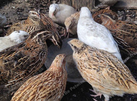 Coturnix (Japanese Quail)