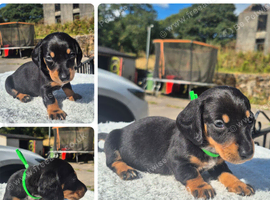 **LAST BOY**PRA CLEAR MINIATURE DACHSHUND PUPPIES