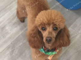 Toy Poodle Adult