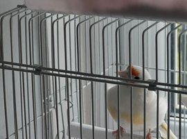 Goldfinch&rsquo;s