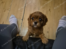 Stunning full bred cavalier king charles spaniel puppies forsale kc/Ikc registration