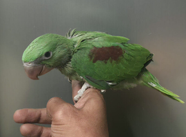 Super super HandReared Silly Tame Alexandrine
