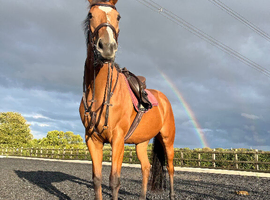 7 year old thoroughbred mare