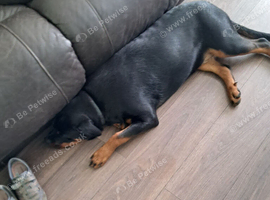 Rottweiler pup