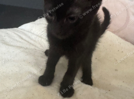 Kittens looking for their forever homes.