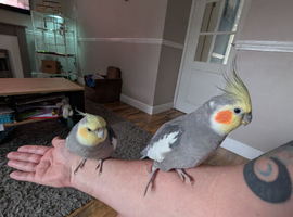 2 boy cockatiels