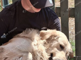 Older Golden Retriever Male Dog