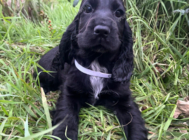 Stunning show type cocker spaniel puppies