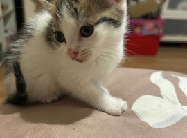 Kittens