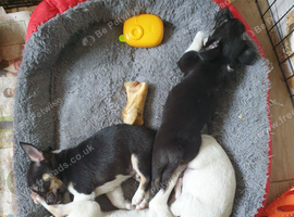 Chihuahua puppies ready now Lincolnshire