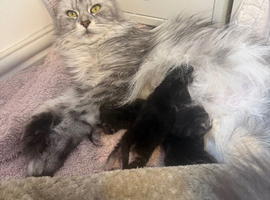3 Beautiful Female Maine Coon Kittens &ndash; Ready Now