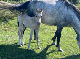 NF foals