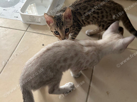 2 female sister bengal kittens looking for a loving home