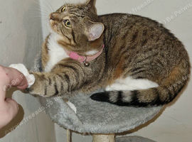 7 year old cat