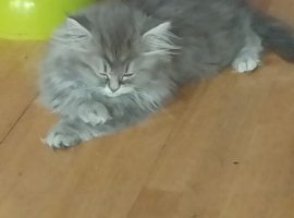 Pedigree chinchilla and ragdoll kitten
