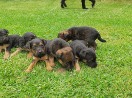 Lovely  Patterdale xlakeland puppies