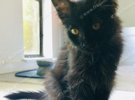 Long haired kitten