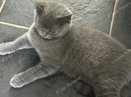 STUNNING BSH FEMALE FOR SALE