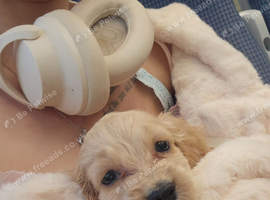 Sad sale of new puppy