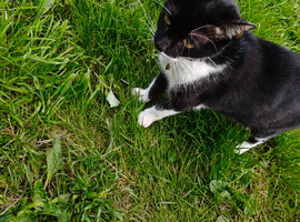 2 female cats