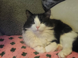 Main coon cross BLH