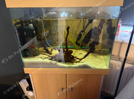 Fish tank and fish
