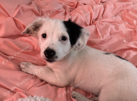 Jack Russel x