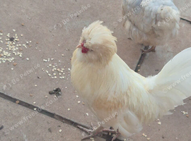 White pure bearded polish rooster