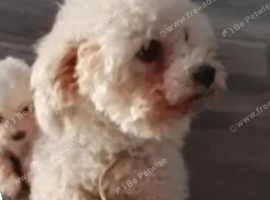 Bishon pedigree puppies