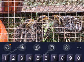 3 male quail 1year old