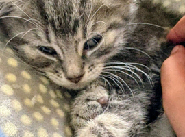 Kittens Ready Now