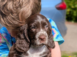 One gorgeous Sprocker girl left! Ready Now!