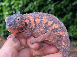 Female panther chameleon
