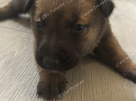 Belgian shepherd puppies