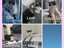 5 kittens needs a loving home