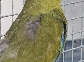 RARE Baby Elegant parrots