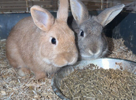 Bonded boys