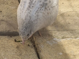 Button quails