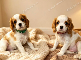 READY NOW 2 boys - Cavalier puppies - KC reg parents
