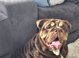 Stunning 14 month old british bull dog