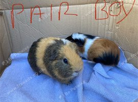 Male Guineapigs