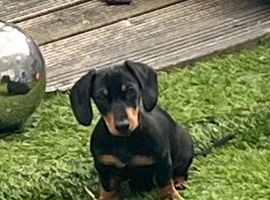4 month old male