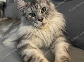 Tica registered blue Maine Coon