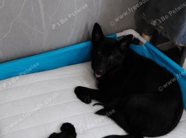 German Shepherd cross pups